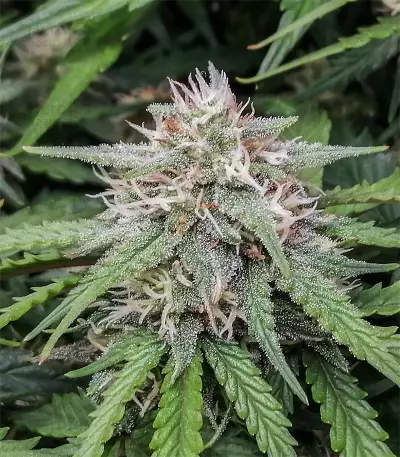 Original Auto Amnesia Haze (Fast Buds) Cannabis-Samen