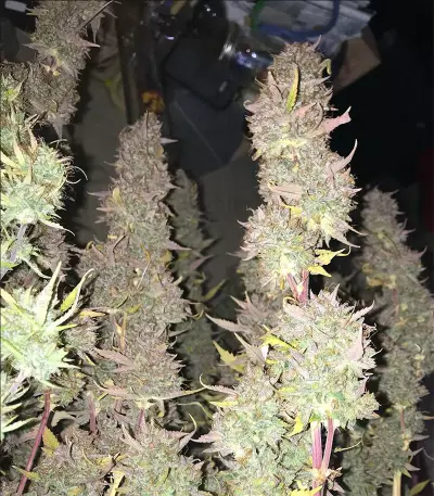 Ruderalis Skunk regular (Sensi Seeds) Cannabis-Samen