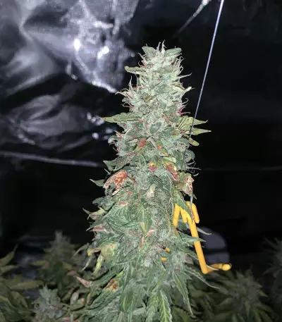 Santa Marta Haze Autoflower (Seedstockers) Cannabis-Samen