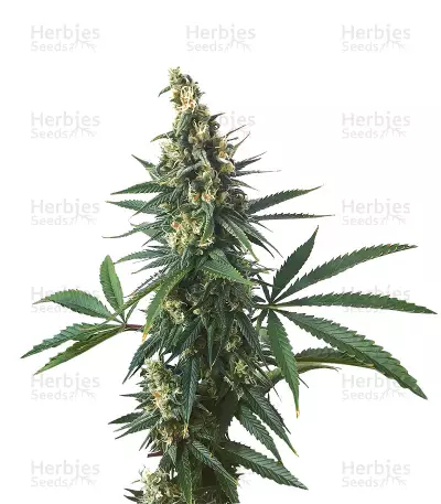 Shiva Shanti regular (Sensi Seeds) Cannabis-Samen
