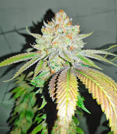 AFS Princess feminisierte Samen (AlphaFem Seeds)