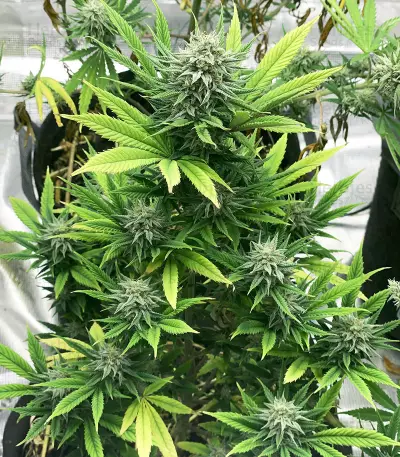 Cherry Pie (Female Seeds)