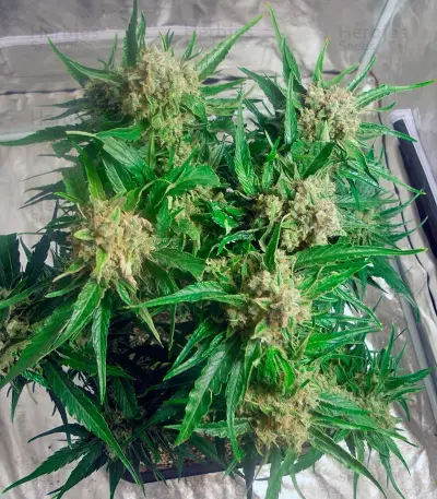 Cream Caramel Auto (Sweet Seeds) Cannabis-Samen