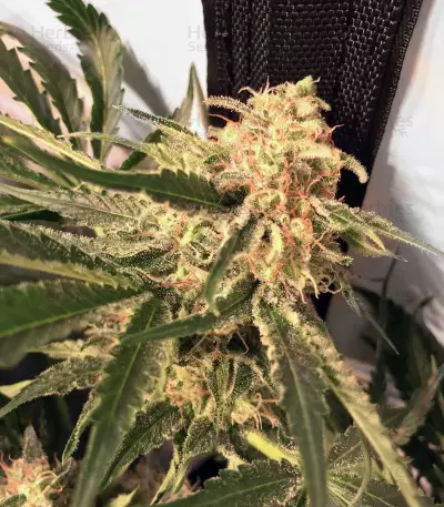 Critical Orange Punch (Dutch Passion)