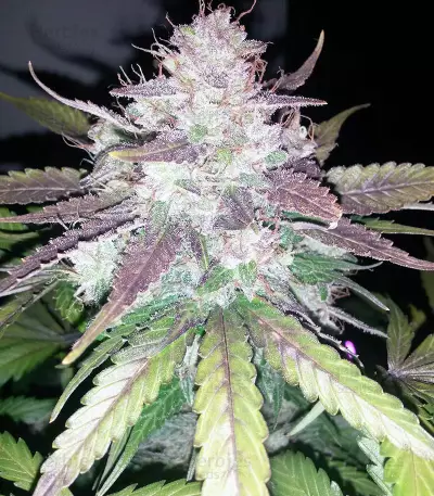 Cropical Fruit Auto (Cream of the Crop Seeds)