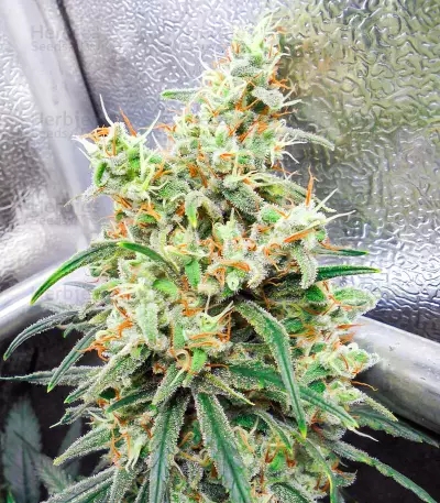 Dozy Whale feminisierte Samen (AlphaFem Seeds)