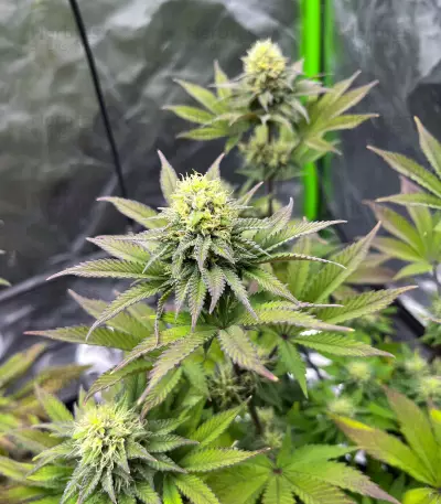 Girl Scout Cookies feminisierte Samen (Barney’s Farm)