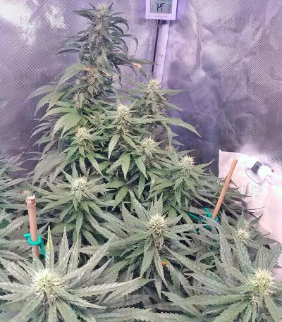 Jack 47 (Sweet Seeds) Cannabis-Samen