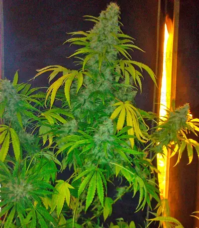 Opium (Paradise Seeds) Cannabis-Samen