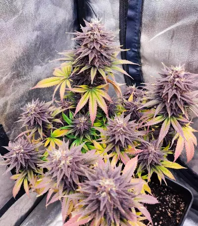 Red Hot Cookies feminisiertes Saatgut (Sweet Seeds)