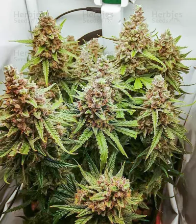 Scarlet Skunk Autoflower feminisierte Samen (EGS)