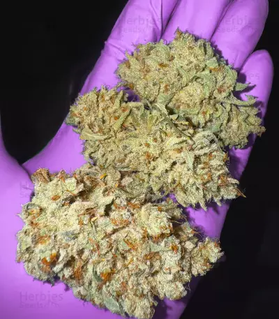 Sour Mac F1 feminisierte Samen (Seedkeepers)