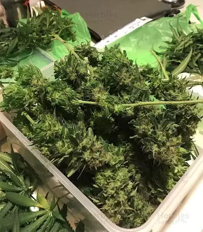 Afghan Skunk (Advanced Seeds) Cannabis-Samen