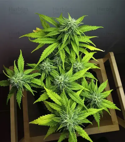 Apple Betty Samen feminisiert (Herbies Seeds)