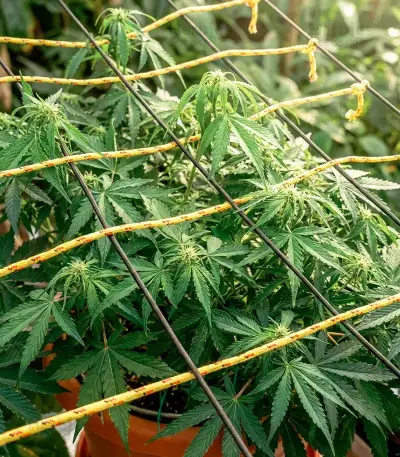 Doctor Shiva Auto (Flash Seeds) Cannabis-Samen
