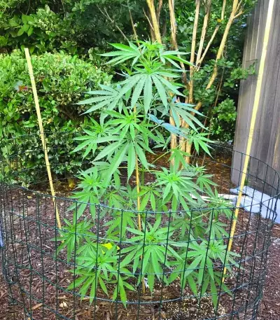Durban Thai x C99 feminisierte Samen (Brothers Grimm Seeds)