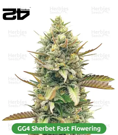 Fast Finish Bundle #2: 3x3 seeds (Mixed)