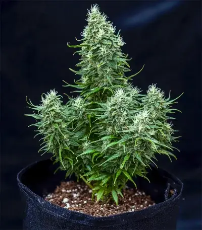 Green AK XL (AK-47 XL) (Zambeza Seeds) Cannabis-Samen