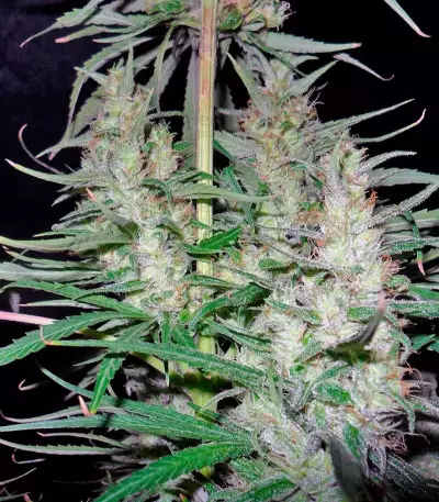 Hawaiian Snow (GHS) Cannabis-Samen