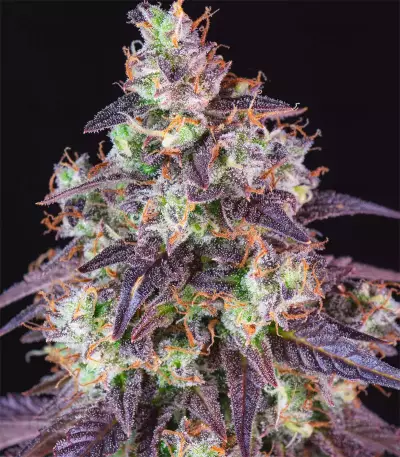 Lemon Pie Auto feminisierte Samen (Fast Buds)