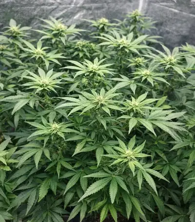 Moonshine Mass (Critical Mass Collective Seeds) Cannabis-Samen