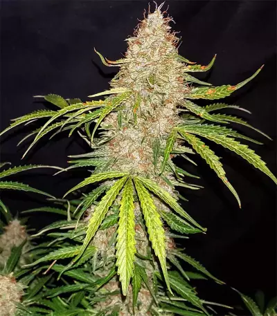 Original Auto Jack Herer (Fast Buds) Cannabis-Samen