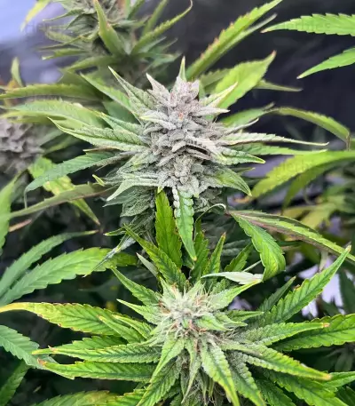 Pineapple Runtz Auto feminisierte Samen (Ethos Genetics)
