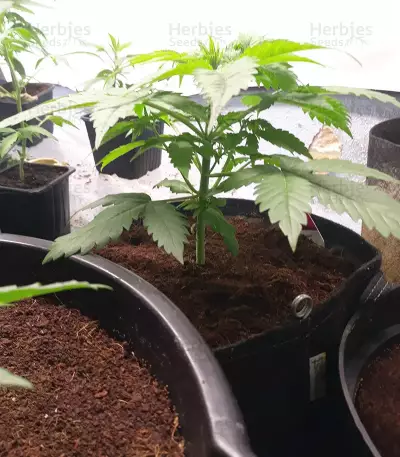 Shogun (RQS) Cannabis-Samen