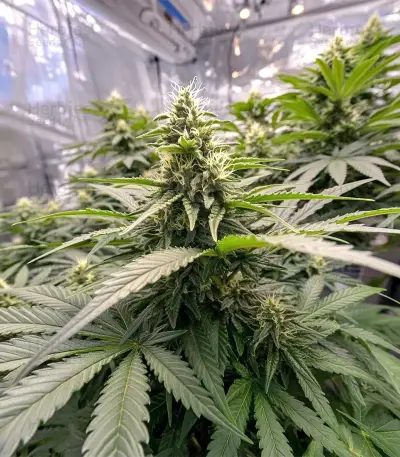 Skunk Haze (Ceres Seeds) Cannabis-Samen