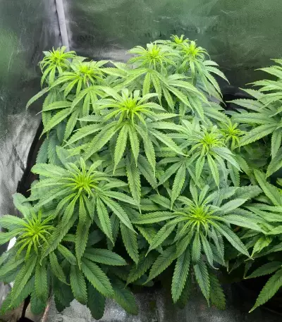 White Gold (Expert Seeds) Cannabis-Samen