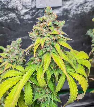 Totally Alpha OG feminisierte Samen (AlphaFem Seeds)
