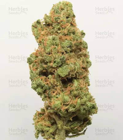 Original Trainwreck Auto Samen feminisiert (Fast Buds)