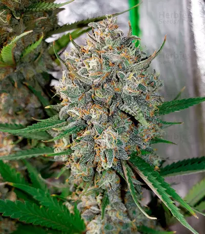 West Coast O.G. Auto (Fast Buds) Cannabis-Samen