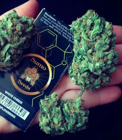 White Cheese Auto (Sumo Seeds) Cannabis-Samen
