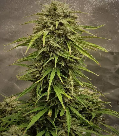 4 Assed Monkey (Mephisto Genetics) Cannabis-Samen
