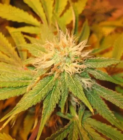 The Church (GHS) Cannabis-Samen