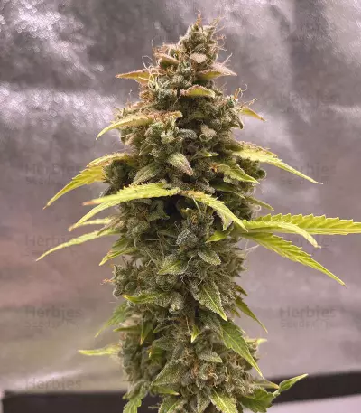 Original Auto Critical (Fast Buds) Cannabis-Samen