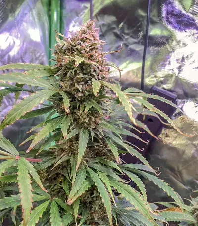 Tangerine Dream Auto (Barney's Farm) Cannabis-Samen