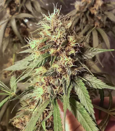 Blackwater strain