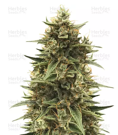 CBD 1:1 Silver Lime Haze Autoflower (Seedstockers) Cannabis-Samen