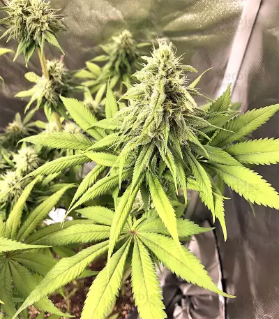 Gorilla x White Widow (Expert Seeds) Cannabis-Samen