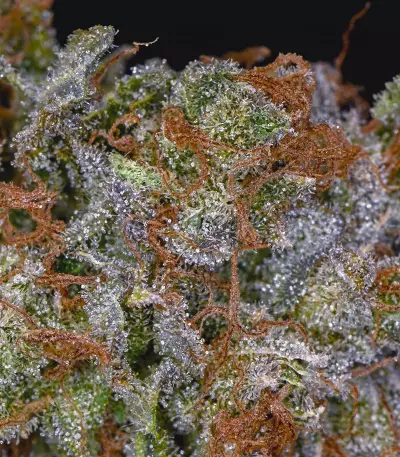 HulkBerry strain