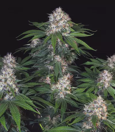 M.O.B. (T.H. Seeds) Cannabis-Samen