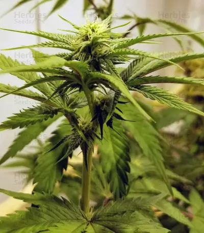 OGKZ (Humboldt Seeds Organization) Cannabis-Samen