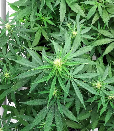 Orange Buddy Auto-Samen (Herbies Seeds)