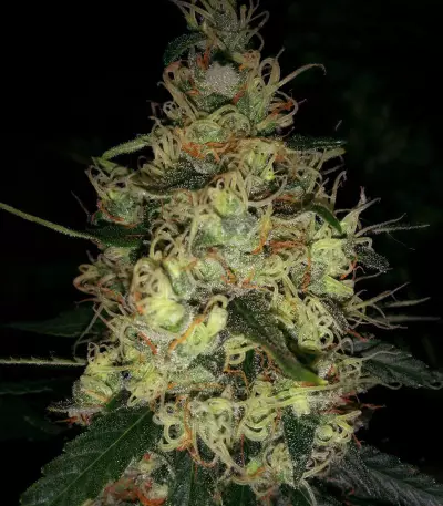 Pineapple Haze Regular (Barney's Farm) Cannabis-Samen