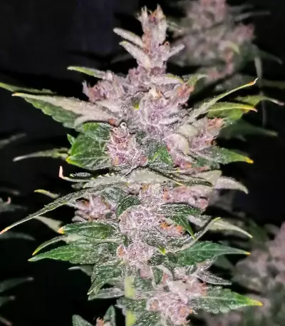 Purple Lemonade Auto feminisierte Samen (Fast Buds)