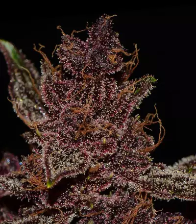 Purple Lemonade Auto feminisierte Samen (Fast Buds)