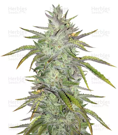 Rockbud (Soma Seeds) Cannabis-Samen