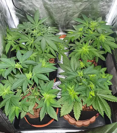 Sherbert Gorilla (Dr. Krippling Seeds) Cannabis-Samen